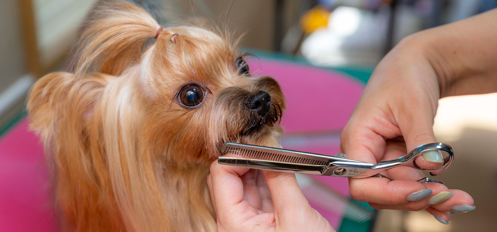 犬の美容室 スマイル