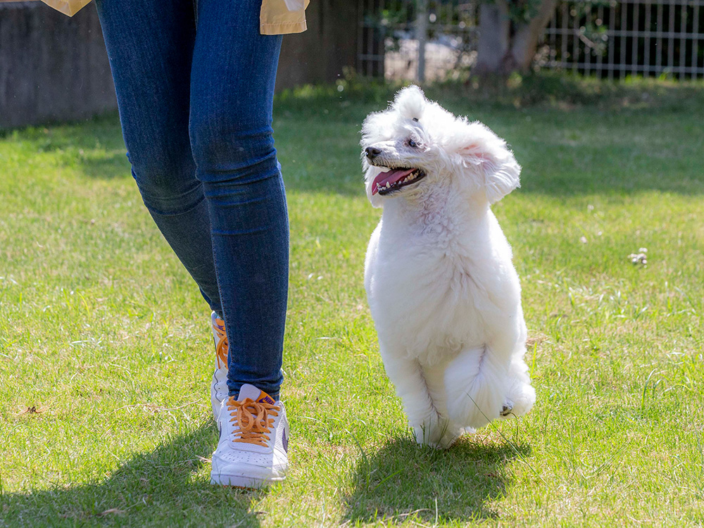 「犬の気持ちの代弁者」を目指して